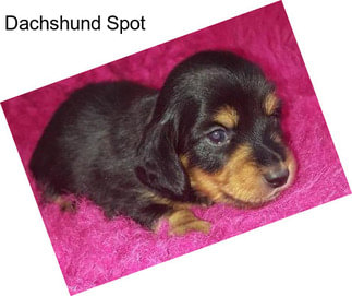 Dachshund Spot