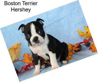 Boston Terrier Hershey
