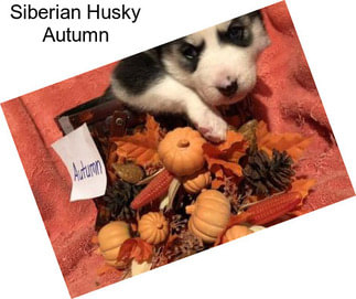 Siberian Husky Autumn