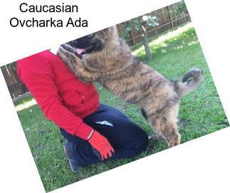 Caucasian Ovcharka Ada