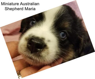 Miniature Australian Shepherd Maria