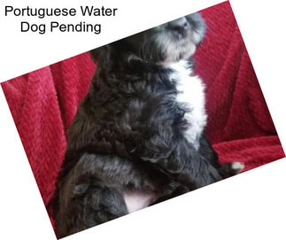 Portuguese Water Dog Pending