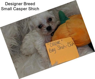 Designer Breed Small Casper Shich