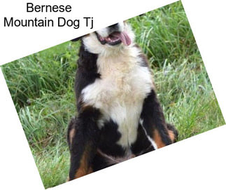 Bernese Mountain Dog Tj