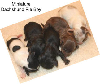 Miniature Dachshund Pie Boy