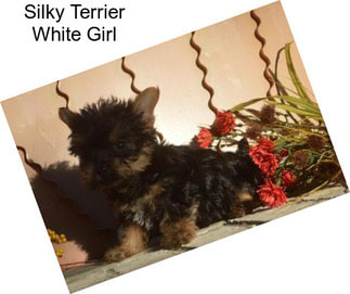Silky Terrier White Girl