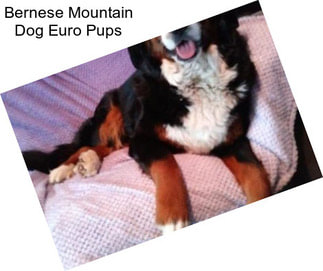 Bernese Mountain Dog Euro Pups