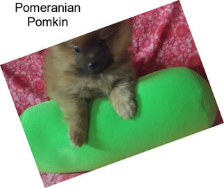 Pomeranian Pomkin