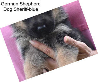 German Shepherd Dog Sheriff-blue