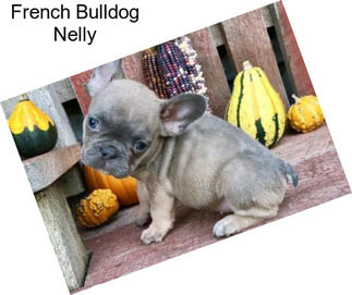 French Bulldog Nelly