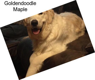 Goldendoodle Maple