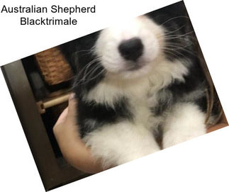 Australian Shepherd Blacktrimale