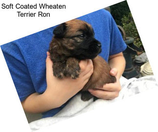 Soft Coated Wheaten Terrier Ron