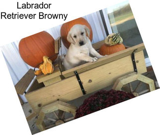 Labrador Retriever Browny