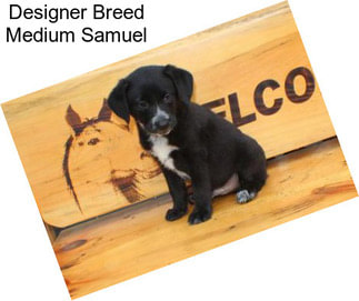 Designer Breed Medium Samuel