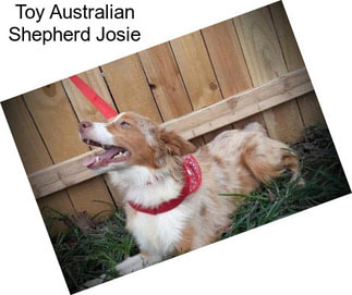 Toy Australian Shepherd Josie