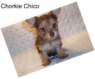 Chorkie Chico