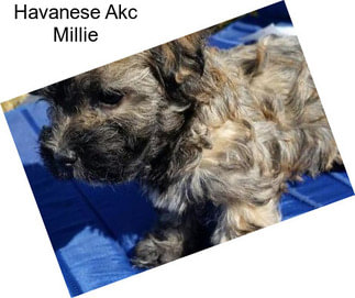 Havanese Akc Millie