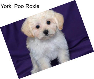 Yorki Poo Roxie