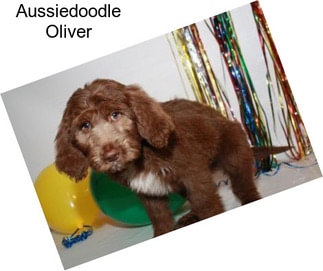 Aussiedoodle Oliver