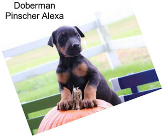 Doberman Pinscher Alexa