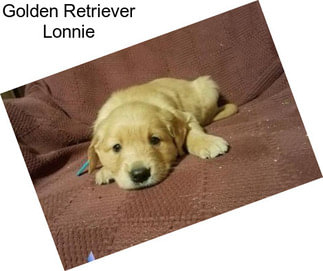 Golden Retriever Lonnie