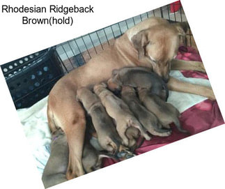 Rhodesian Ridgeback Brown(hold)