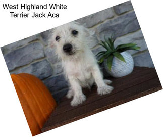 West Highland White Terrier Jack Aca