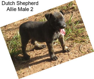 Dutch Shepherd Allie Male 2