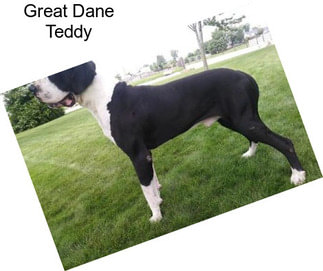 Great Dane Teddy