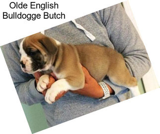 Olde English Bulldogge Butch