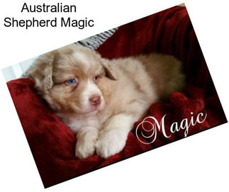 Australian Shepherd Magic