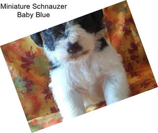 Miniature Schnauzer Baby Blue