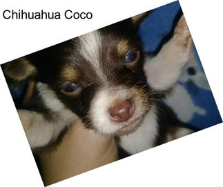 Chihuahua Coco