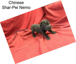 Chinese Shar-Pei Nemo