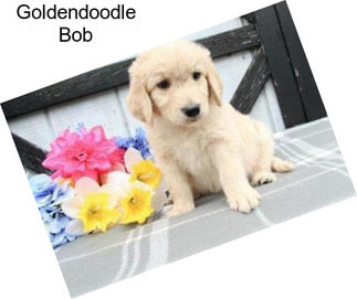 Goldendoodle Bob