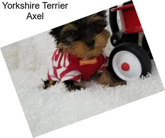 Yorkshire Terrier Axel