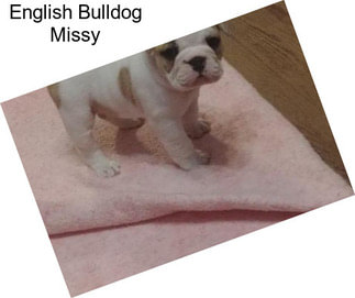 English Bulldog Missy