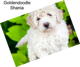 Goldendoodle Shania