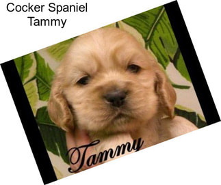 Cocker Spaniel Tammy