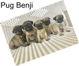 Pug Benji