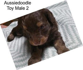 Aussiedoodle Toy Male 2