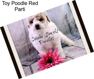 Toy Poodle Red Parti