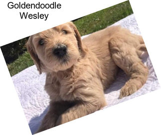 Goldendoodle Wesley