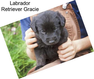 Labrador Retriever Gracie