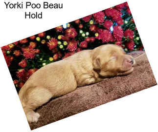 Yorki Poo Beau Hold