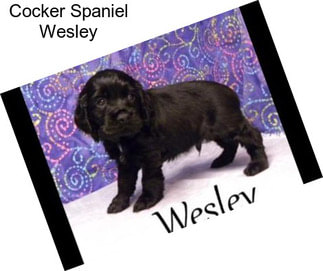 Cocker Spaniel Wesley