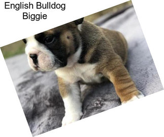 English Bulldog Biggie