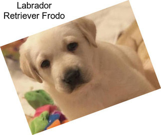 Labrador Retriever Frodo
