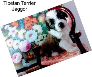 Tibetan Terrier Jagger